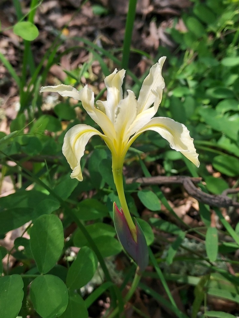 Fernald's Iris photo 3