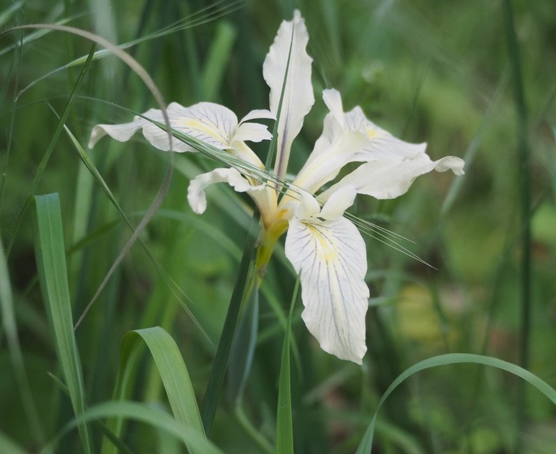 Fernald's Iris photo 4