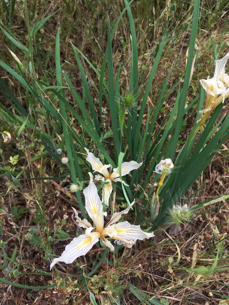 Fernald's Iris photo 5