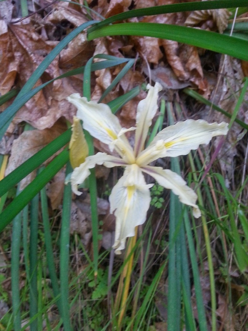 Fernald's Iris photo 6