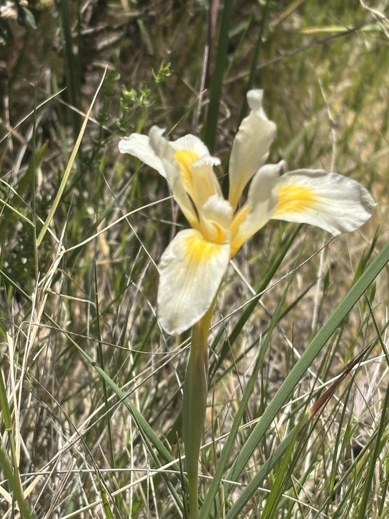 Fernald's Iris photo 8