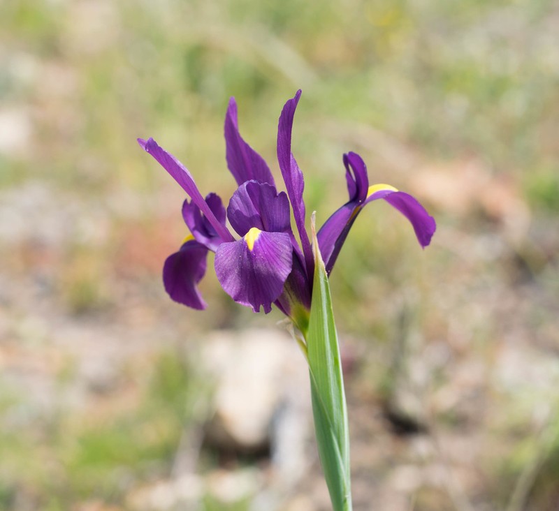 Iris filifolia photo 2