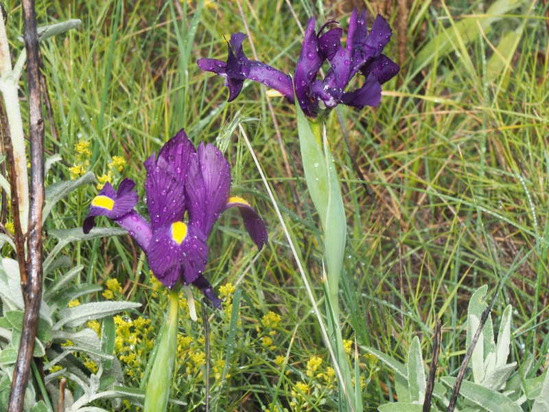 Iris filifolia photo 3
