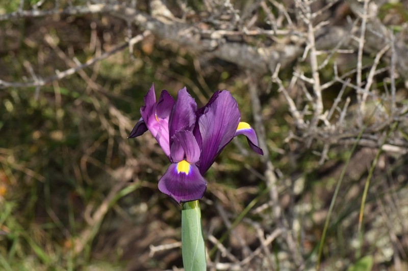 Iris filifolia photo 4