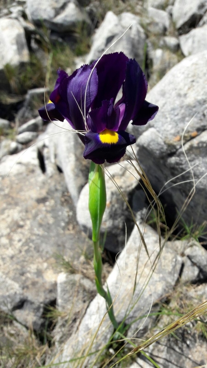 Iris filifolia photo 5