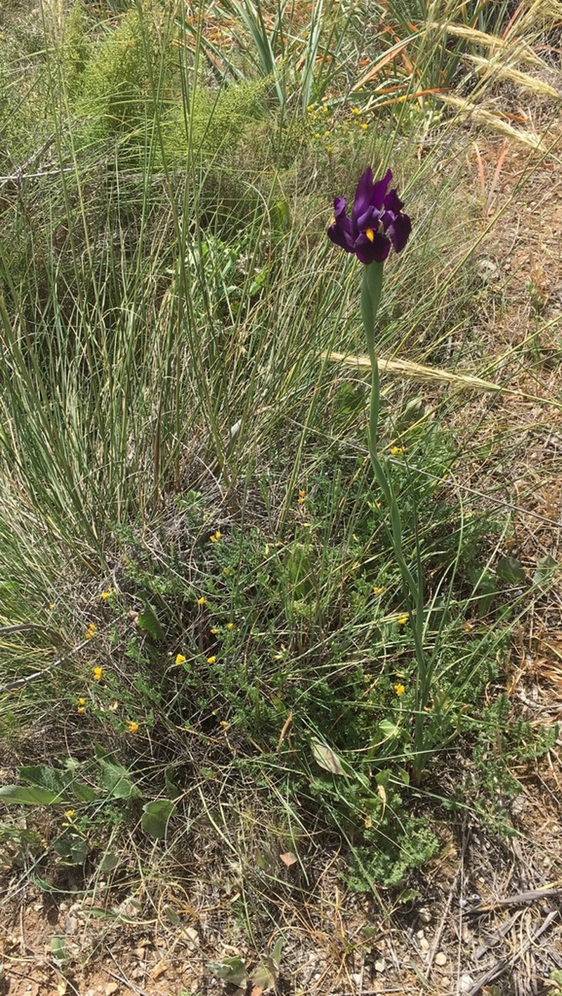 Iris filifolia photo 6