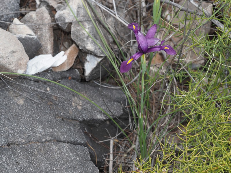 Iris filifolia photo 7