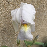 Iris florentina