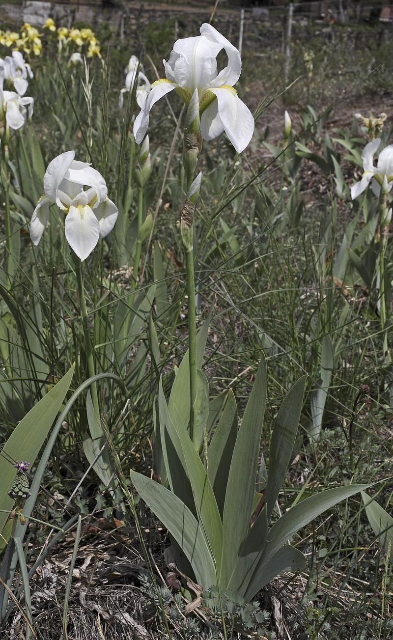 Iris florentina photo 2