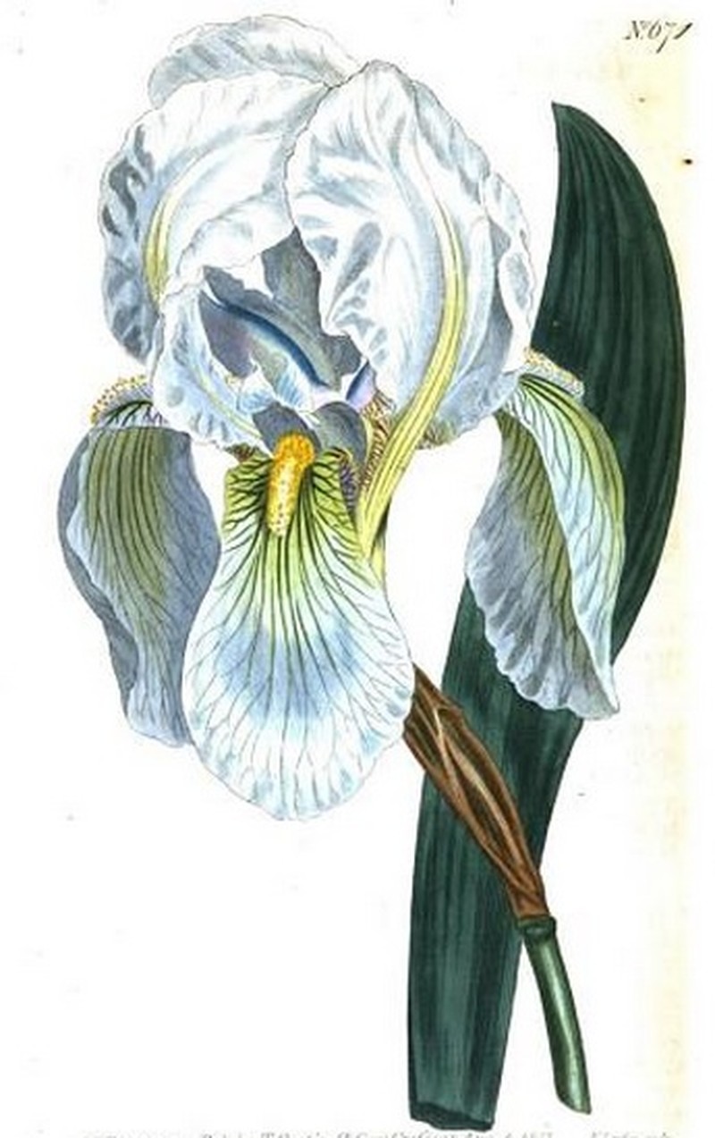 Iris florentina photo 3