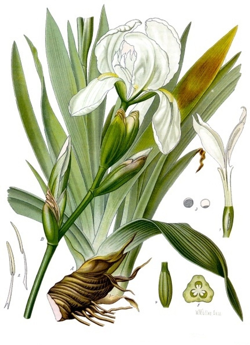 Iris florentina photo 4