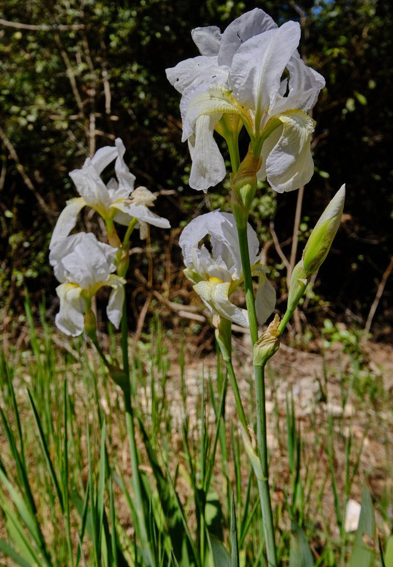 Iris florentina photo 5