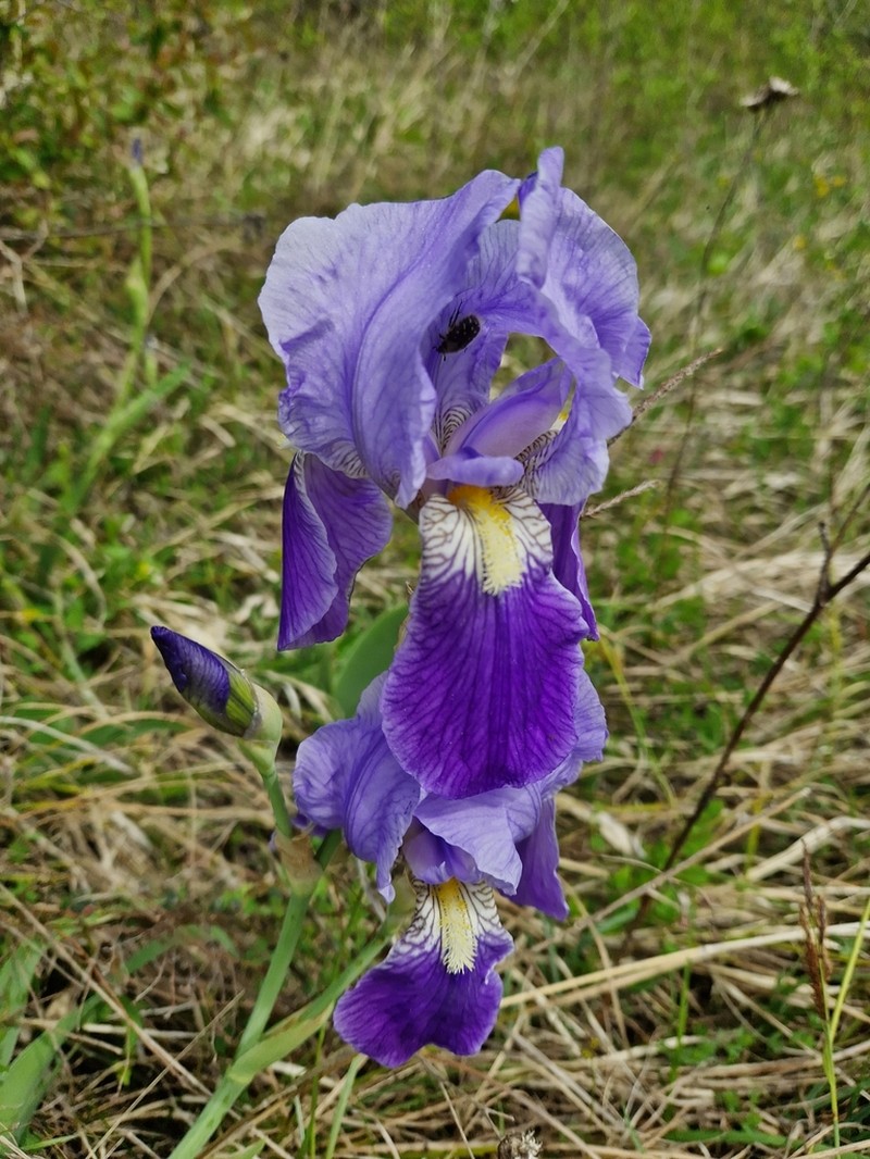 Iris florentina photo 6