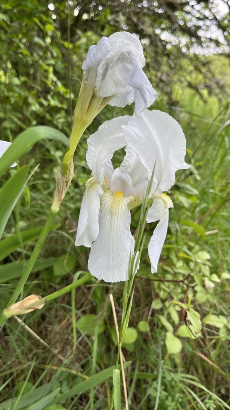 Iris florentina photo 7