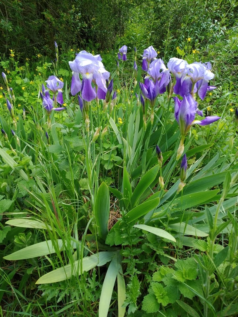 Iris florentina photo 8
