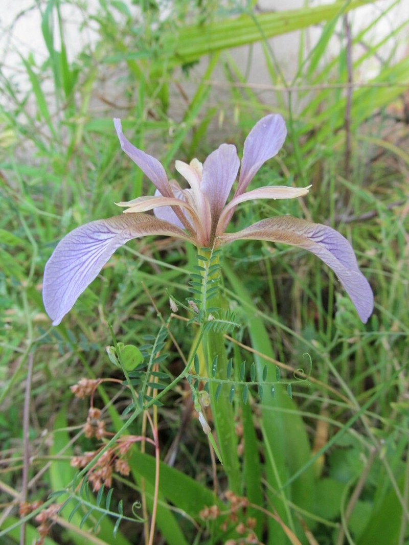 Stinking Iris photo 3