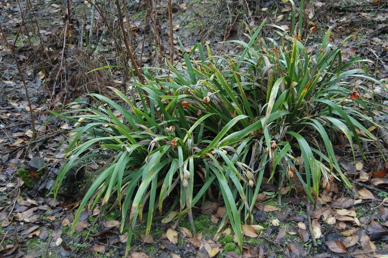 Stinking Iris photo 4