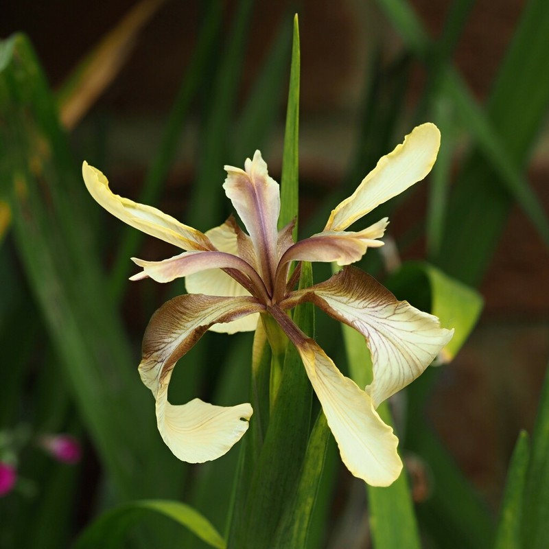 Stinking Iris photo 5