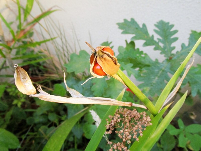 Stinking Iris photo 6