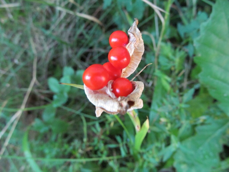Stinking Iris photo 7