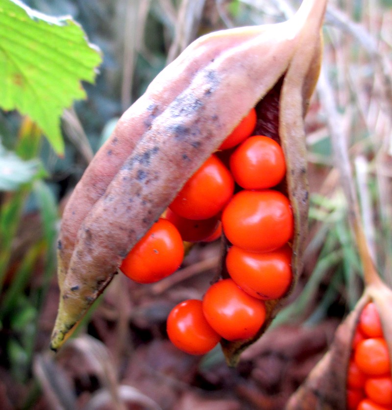 Stinking Iris photo 8