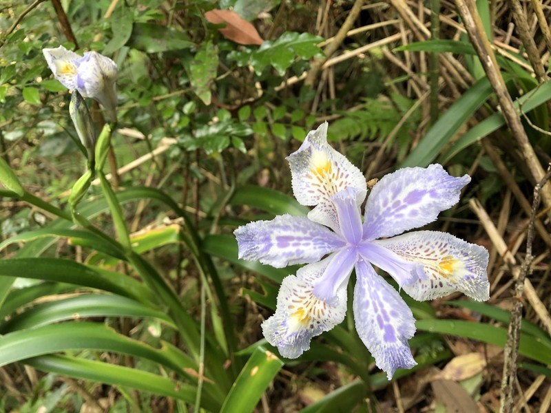 Iris formosana photo 2