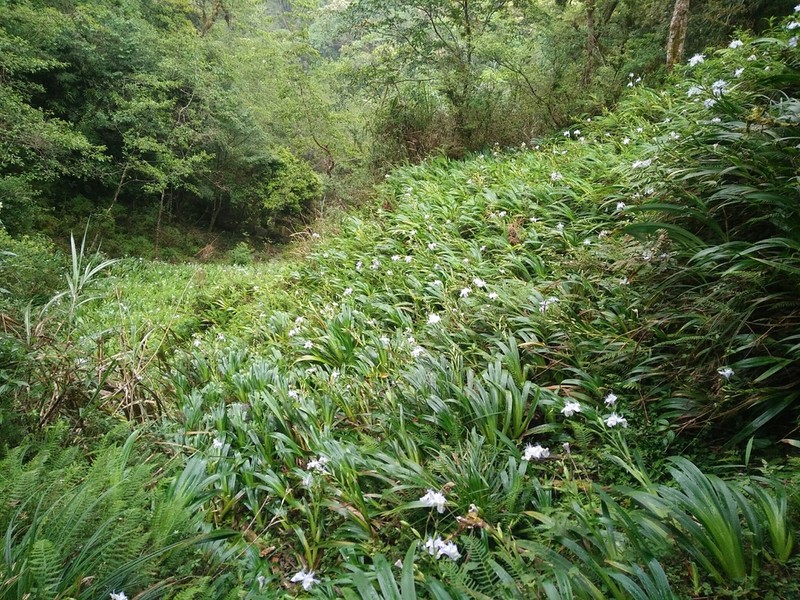 Iris formosana photo 3