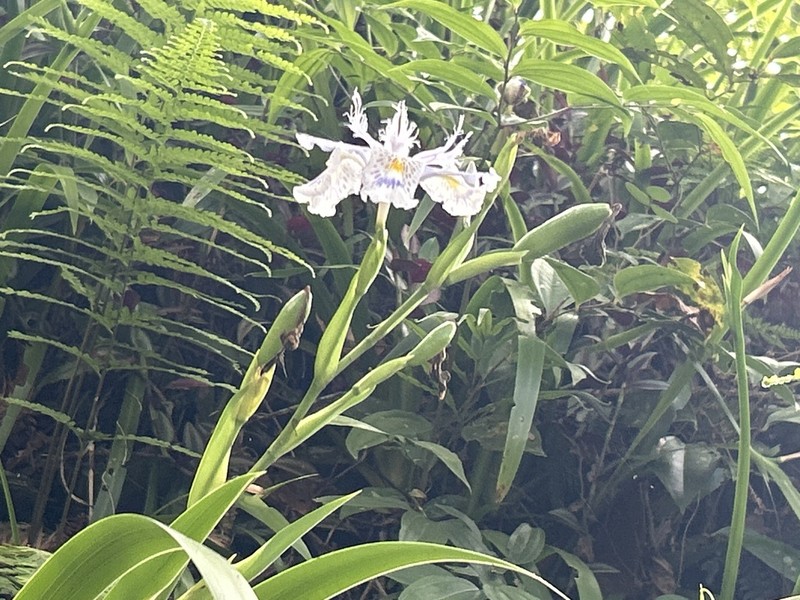 Iris formosana photo 4