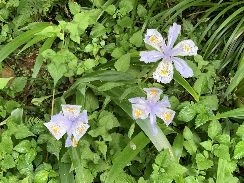 Iris formosana photo 5