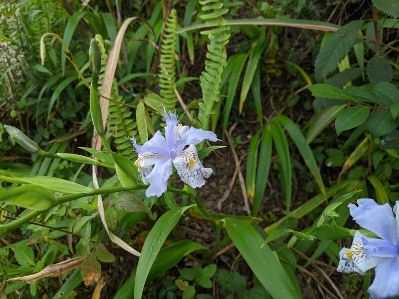 Iris formosana photo 6