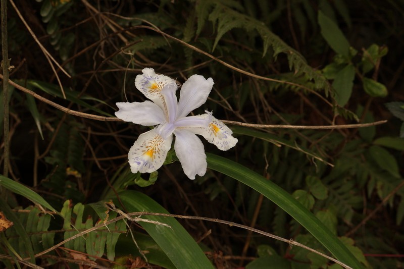 Iris formosana photo 7