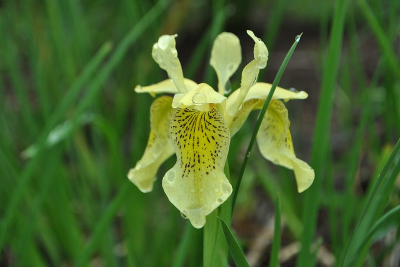 Iris forrestii photo 2