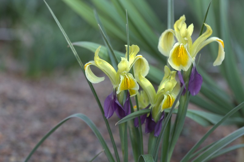 Iris fosteriana