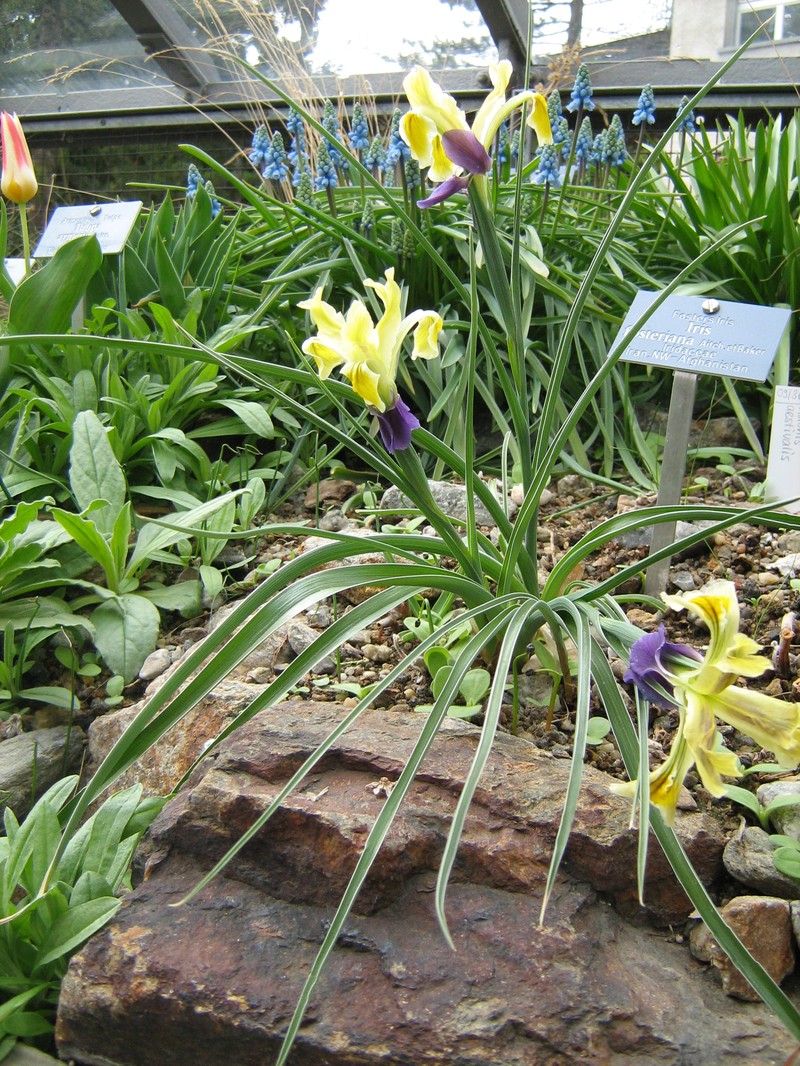 Iris fosteriana photo 2