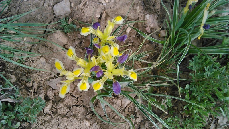 Iris fosteriana photo 6
