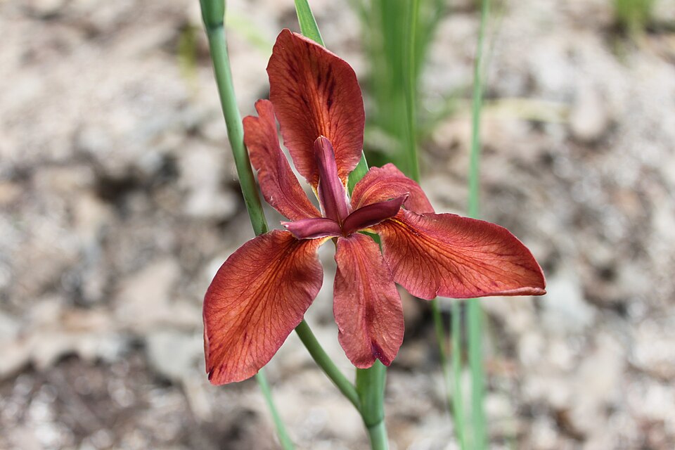 Copper Iris photo 2