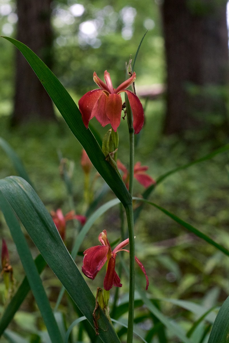 Copper Iris