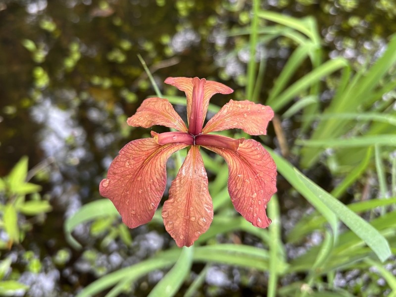 Copper Iris
