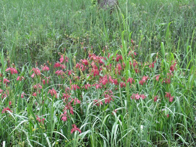 Copper Iris photo 2