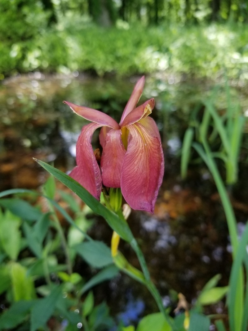 Copper Iris photo 3