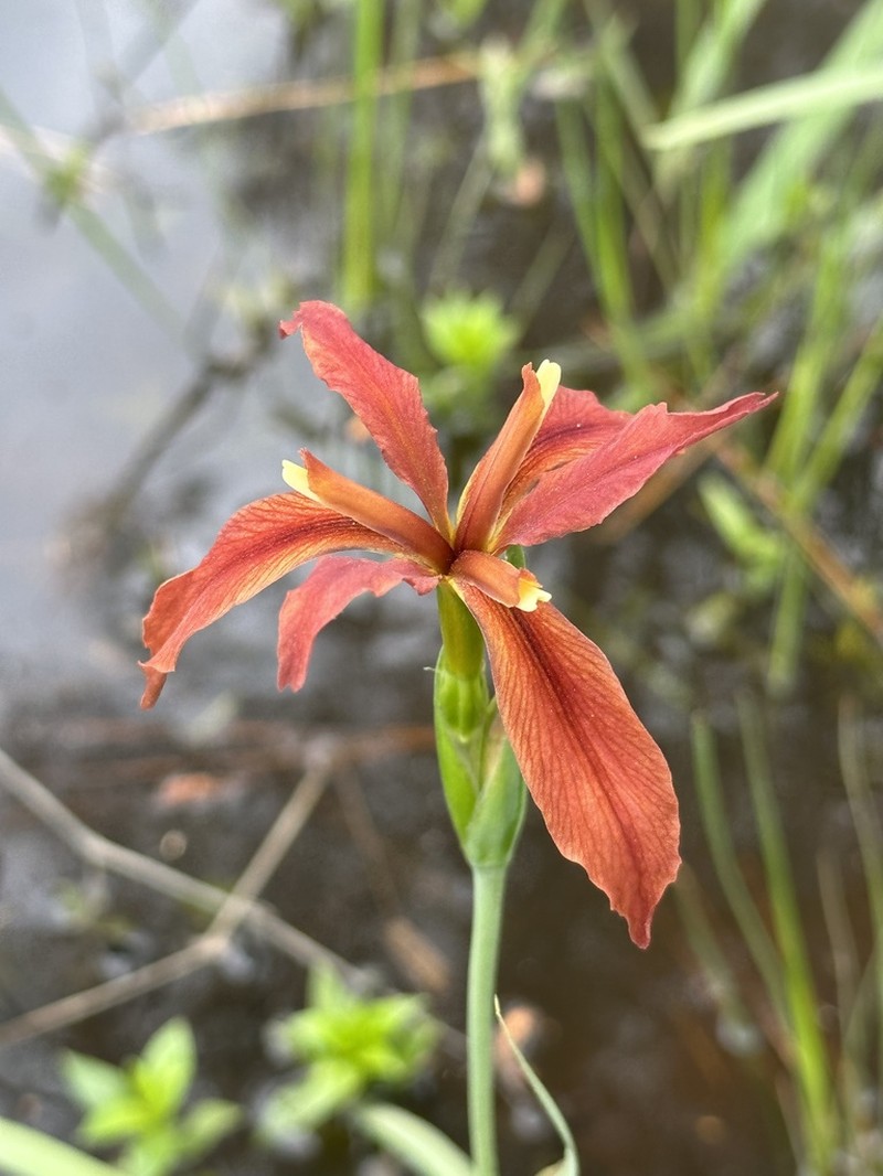 Copper Iris photo 4