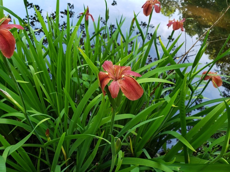 Copper Iris photo 5
