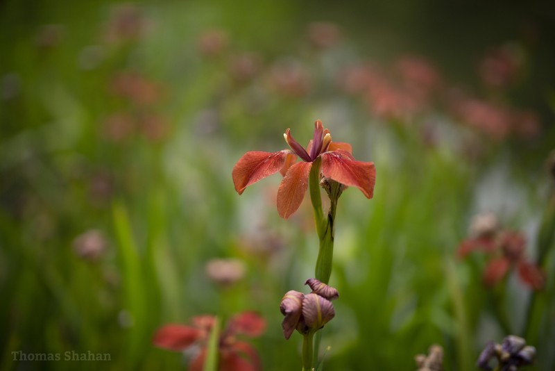 Copper Iris photo 6