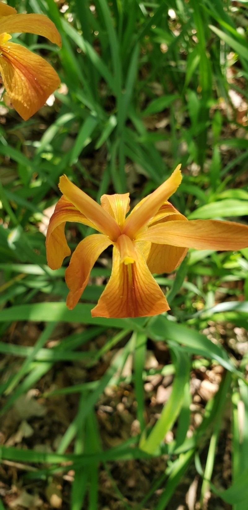 Copper Iris photo 7