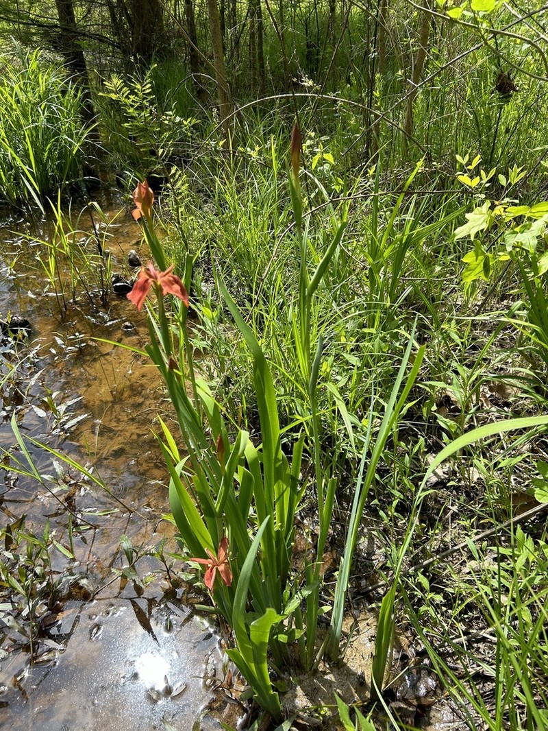 Copper Iris photo 8