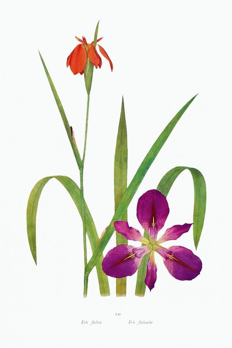 Iris photo 2