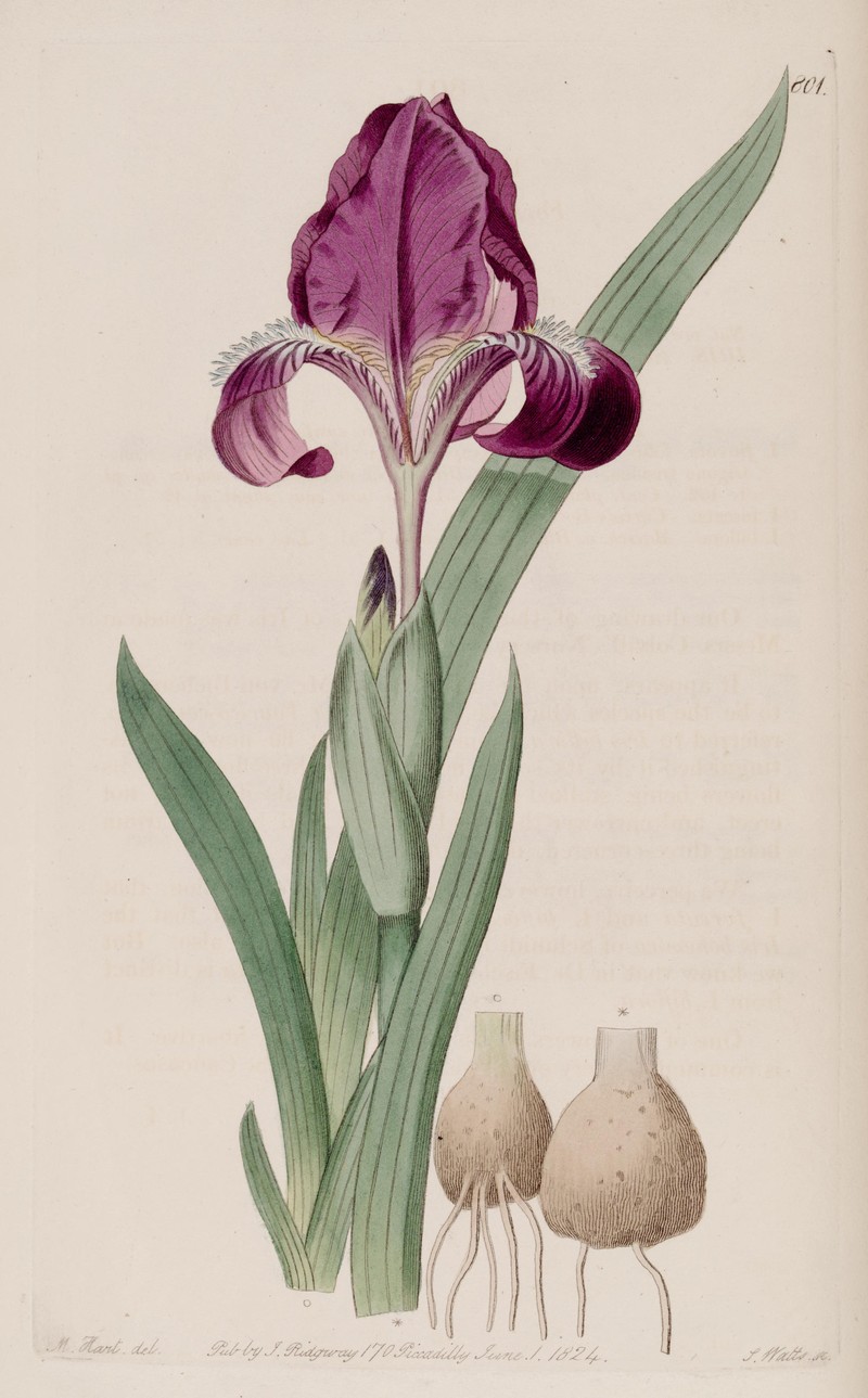 Iris furcata