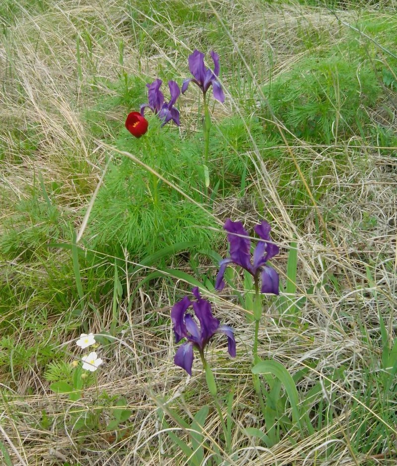 Iris furcata photo 2
