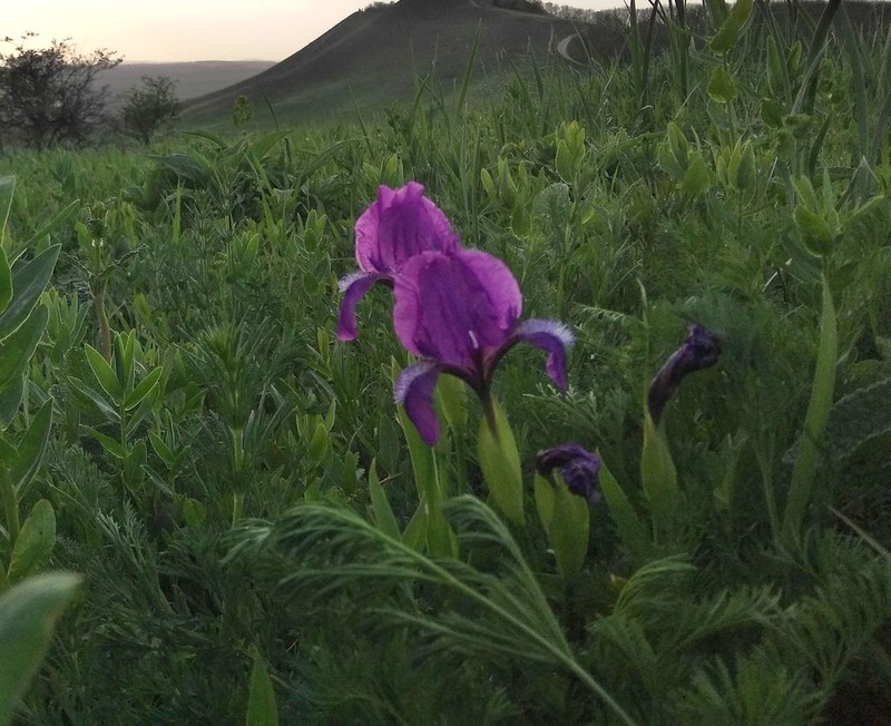 Iris furcata photo 3