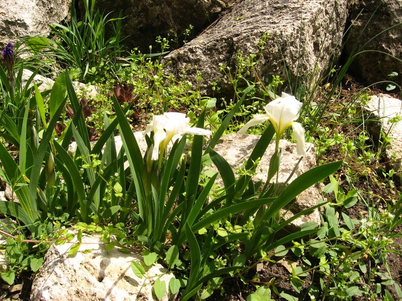 Iris furcata photo 4